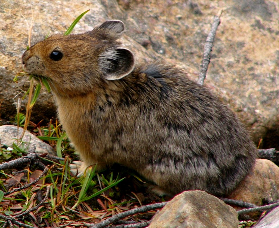 Amerikanischer Pfeifhase (Pika) in den Kanadischen Rocky Mountains.