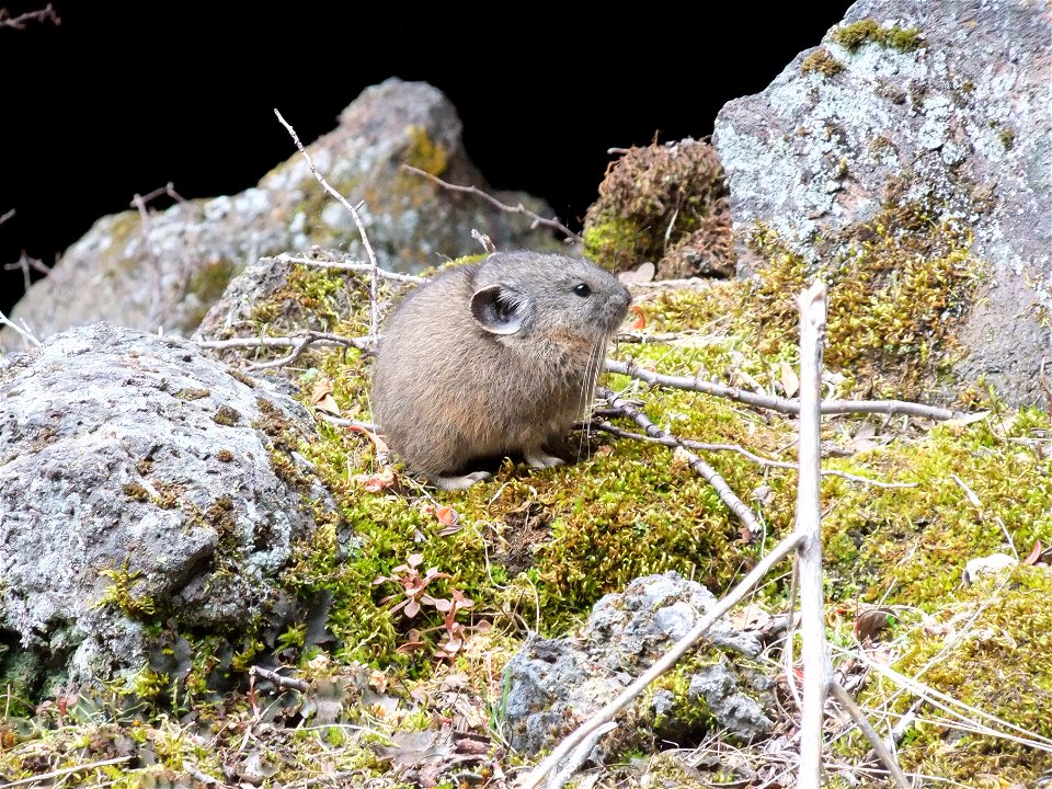 Pika: Ochtona princeps