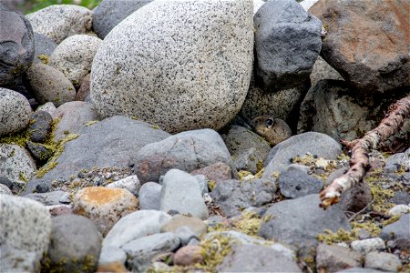 A pika takes shelter under rocks next to the Nisqually River near Longmire NPS photo by Emily Brouwer photo