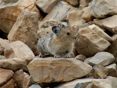 Surveys are conducted every summer to determine the location and health of the park's American pika population. www.nps.gov/glac/naturescience/ccrlc-citizen-science.htm photo