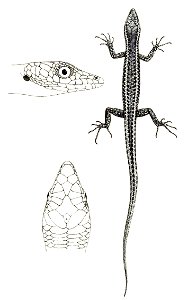 A monograph of Christmas Island (Indian Ocean)
London,Printed by order of the Trustees,1900.

https://www.biodiversitylibrary.org/item/112390