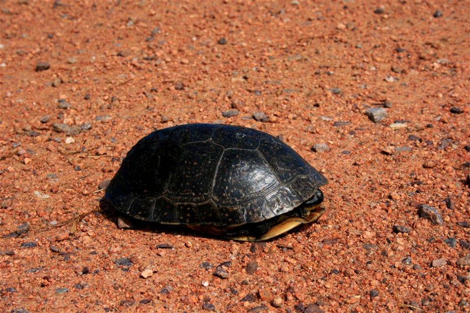 Photo by Courtney Celley/USFWS.