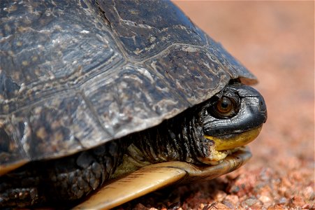 Even among turtles, the Blanding’s is a long-lived species. In fact, these turtles have been documented to successfully breed past 70 years of age. Like most long-lived creatures they have a lower rep photo