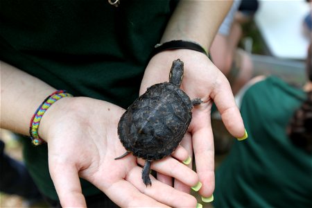 Blanding's turtle release, Assabet River, MA. Credit: Keith Shannon/USFWS photo