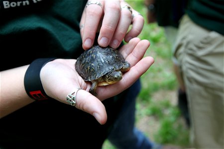Blanding't turtle release, Assabet River, MA. Credit: Keith Shannon/USFWS photo