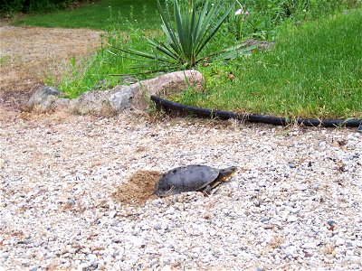 Blanding's Turtle laying eggs in gravel driveway in Perry, Michigan. Wideshot. photo