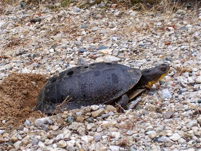 Blanding's Turtle laying her eggs in gravel driveway in Perry, Michigan. photo