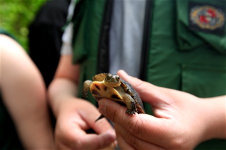 Bristol County Agricultural School sophomores partnered with species experts to raise Blanding's turtles and released them in late spring into wetland habitat. Credit: Keith Shannon/USFWS photo