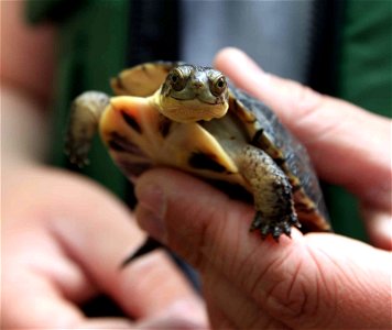 Image title: Emydoidea blandingii turtle Image from Public domain images website, http://www.public-domain-image.com/full-image/fauna-animals-public-domain-images-pictures/reptiles-and-amphibians-publ photo