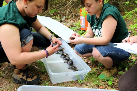 Bristol County Agricultural School sophomores partnered with species experts to raise Blanding's turtles and released them in late spring into wetland habitat. 


Credit: Keith Shannon/USFWS