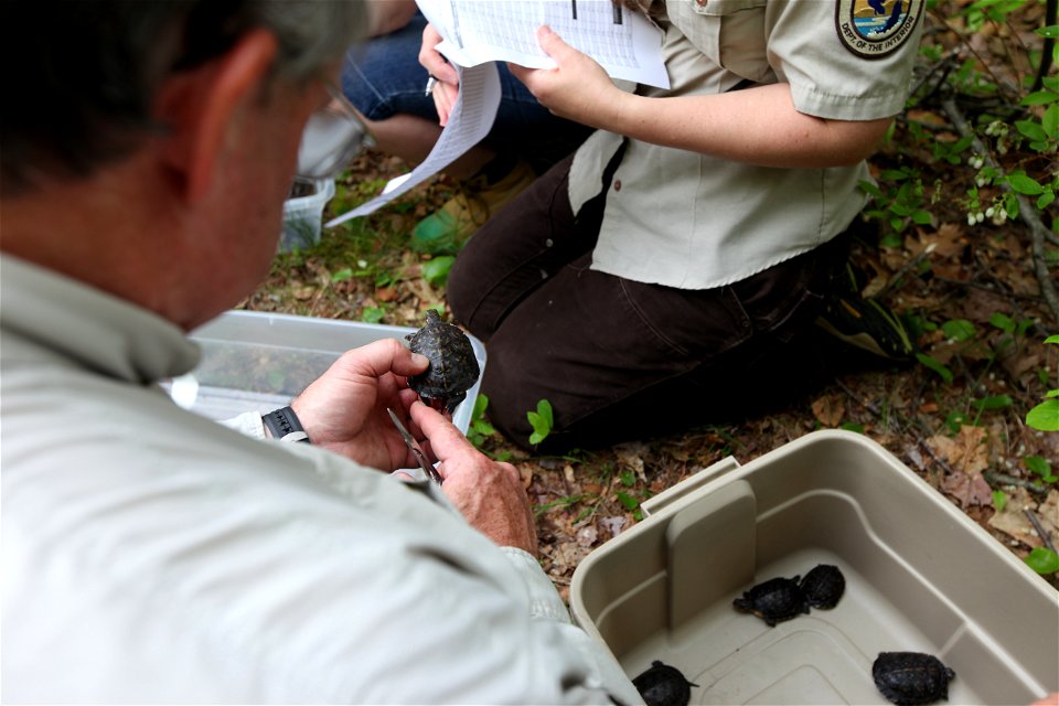 Blanding's turtle release, Assabet River, MA. 


Credit: Keith Shannon/USFWS