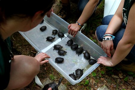 Blanding's turtle release, Assabet River, MA. Credit: Keith Shannon/USFWS photo