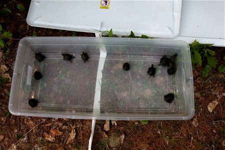 Blanding's turtle release, Assabet River, MA. 


Credit: Keith Shannon/USFWS