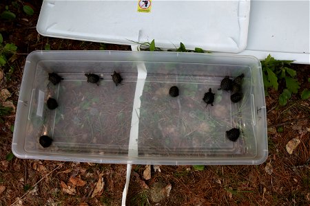 Blanding's turtle release, Assabet River, MA. Credit: Keith Shannon/USFWS photo