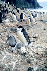 Chinstrap penguin and chicks, Seal Island photo