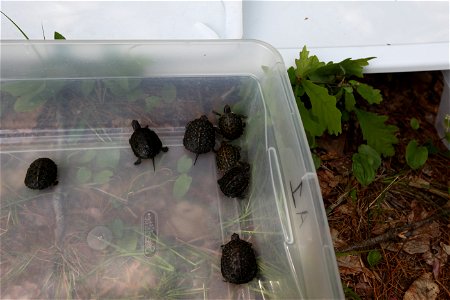 Blanding's turtle release, Assabet River, MA. 


Credit: Keith Shannon/USFWS