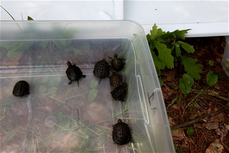 Blanding's turtle release, Assabet River, MA. Credit: Keith Shannon/USFWS photo