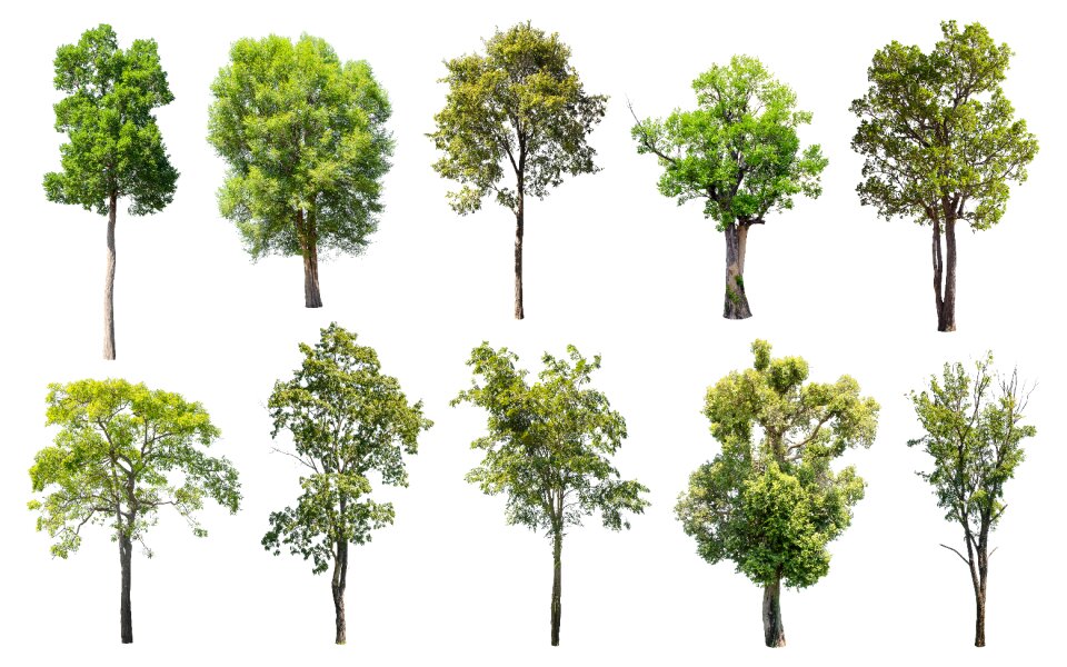 Green summer deciduous trees