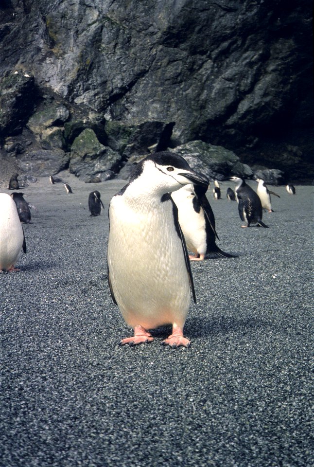 Chinstrap penguin, Seal Island