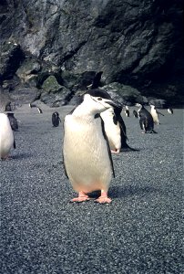 Chinstrap penguin, Seal Island photo
