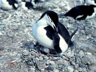 Pygoscelis antarcticus photo