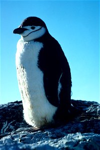 Pygoscelis antarcticus