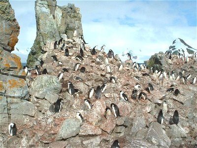 A Chinstrap penguin rookery. These penguins derive their name from the narrow black band under their heads that make it appear as if they are wearing black helmets. They build a circular nest with sto photo