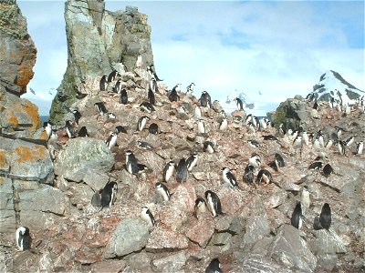 A Chinstrap penguin rookery. These penguins derive their name from the narrow black band under their heads that make it appear as if they are wearing black helmets. They build a circular nest with sto