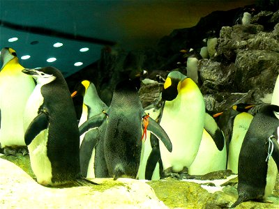 פינגווינים בגן החיות בטנריף photo