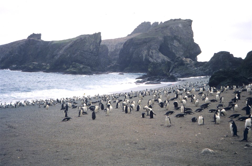Chinstrap penguin rookery, Seal Island
