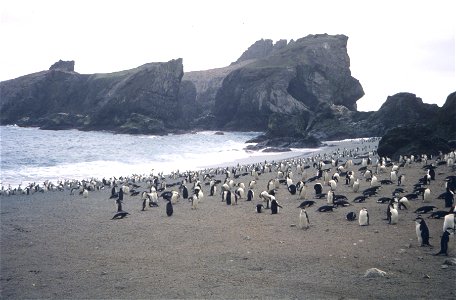 Chinstrap penguin rookery, Seal Island photo