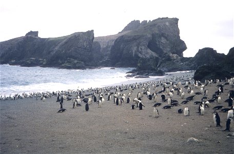 Chinstrap penguin rookery, Seal Island
