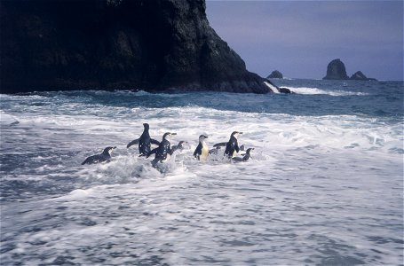 Chinstrap penguins in the surf, Seal Island photo