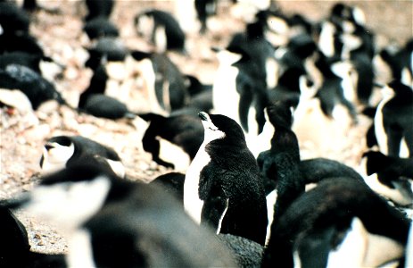 Chinstrap penguins, Seal Island photo