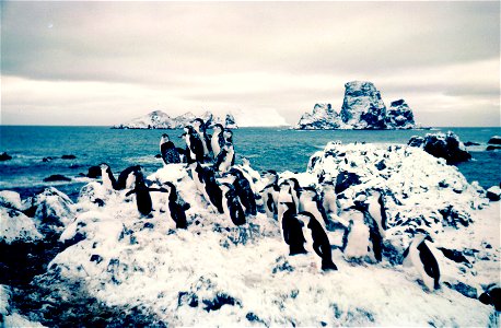 Restoration of File:Adelie penguins at Cape Geddes Laurie Island 1962.jpg as requested photo
