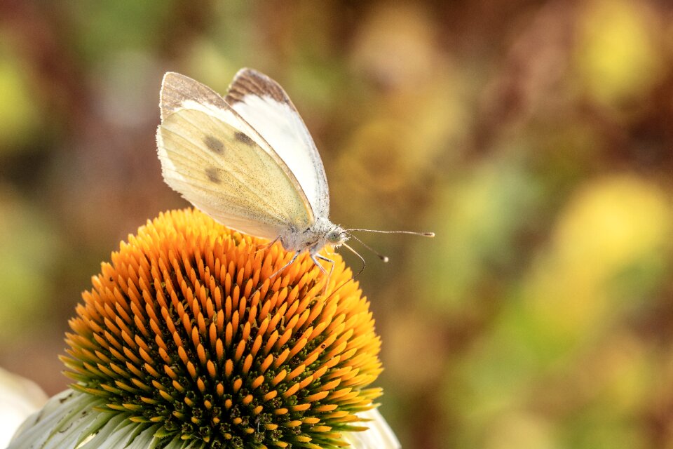 Pieris rapae butterflies sitting on flower