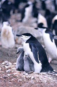 Chinstrap penguin and chicks. Seal Island. 1994-95 Austral Summer. photo