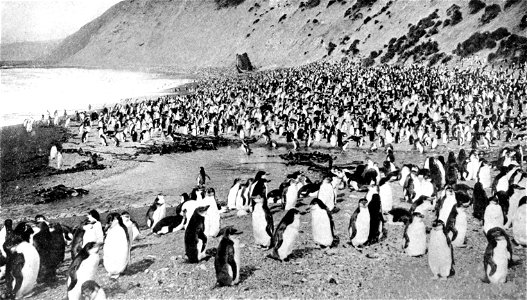 Penguins enjoying an Antarctic beach. photo