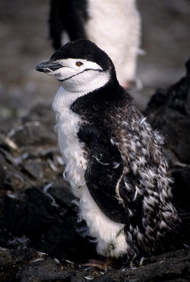 Molting chinstrap penguin. Antarctica Peninsula, Northern area.