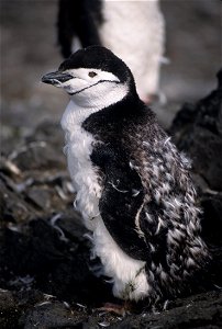 Molting chinstrap penguin. Antarctica Peninsula, Northern area. photo