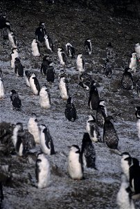 Part of colony of molting chinstrap penguins. Antarctica, Palmer Peninsula, Northern area. photo
