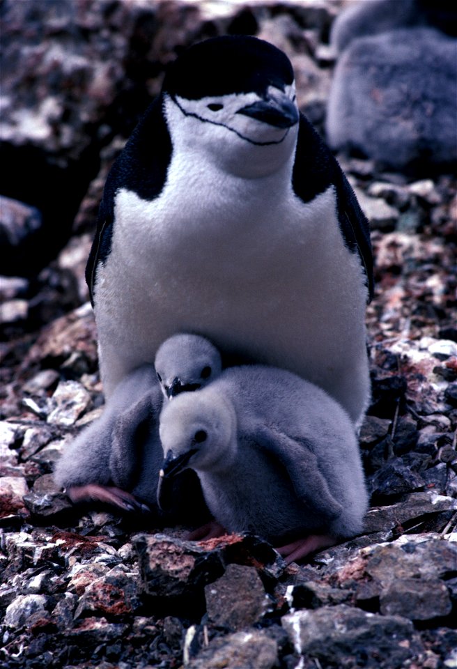 An adult chinstrap penguins with chicks, Seal Island, South Shetland Islands.

   Image ID: fish8927, NOAA's Fisheries Collection
   Location: Antarctica, Seal Island
   Photographer: Scott Manley

  
