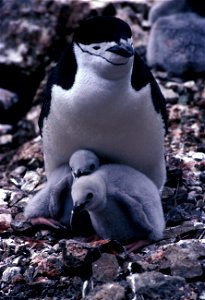 An adult chinstrap penguins with chicks, Seal Island, South Shetland Islands. Image ID: fish8927, NOAA's Fisheries Collection Location: Antarctica, Seal Island Photographer: Scott Manley photo