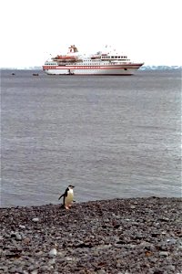 Chinstrap penguin waiting for the Zodiacs (inflatable boats used for transport from the cruise ship) to arrive and disgorge the latest "flocks" of passengers. Visit The World Factbook for more informa photo