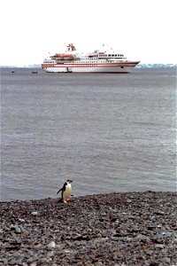 Chinstrap penguin waiting for the Zodiacs (inflatable boats used for transport from the cruise ship) to arrive and disgorge the latest "flocks" of passengers. Visit The World Factbook for more informa