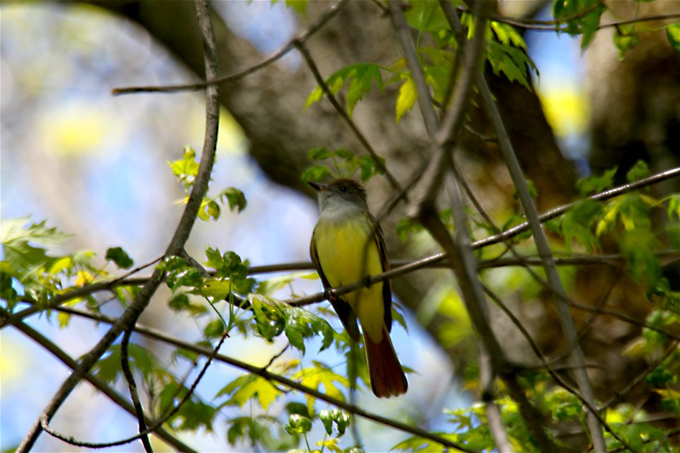 Great Crested Flycatcher-Missisquoi National Wildlife Refuge
Photo Credit: Ken Sturm; USFWS
