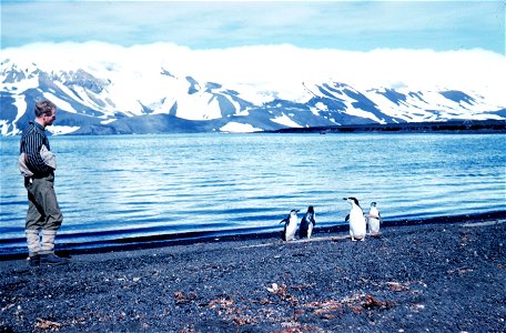 Penguins on Deception Island, Antarctica photo