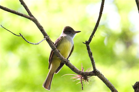 Great-crested flycatcher, NPSPhoto, R. Cammauf