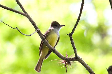 Great-crested flycatcher, NPSPhoto, R. Cammauf photo