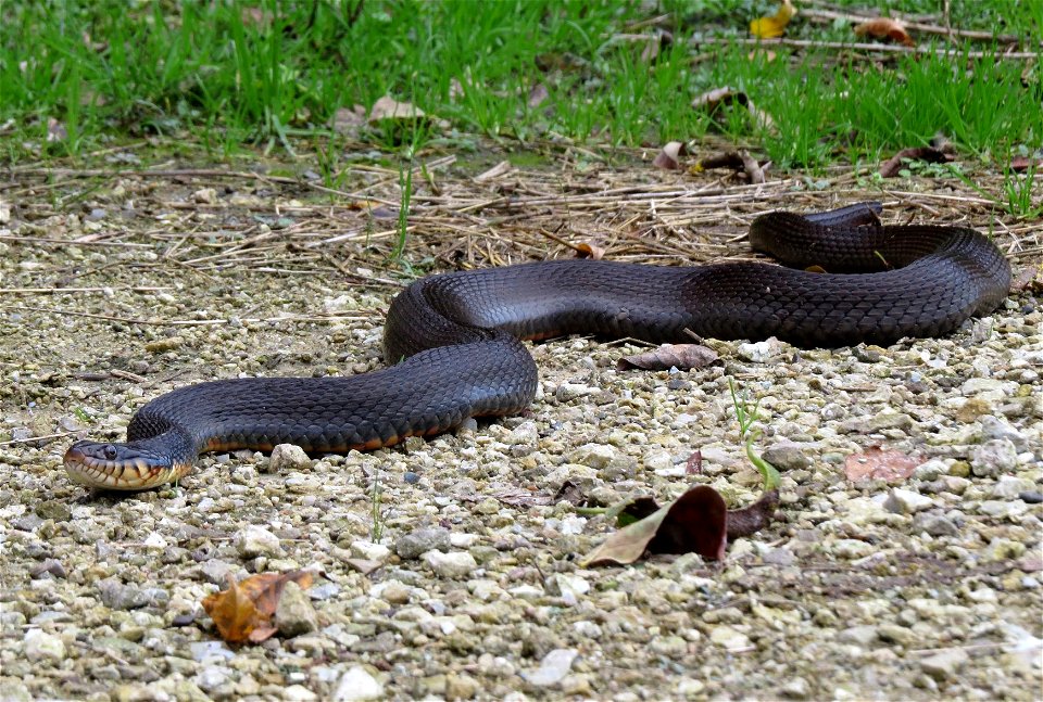 We spotted this copperbelly watersnake at Port Louisa National Wildlife Refuge in Iowa. This species is threatened with only a couple hundred snakes remaining in the northern population. These snakes 